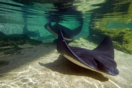 Une raie chauve-souris dans l'animation Forbidden Reef