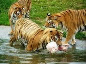 Les tigres se partagent un os à moelle congelé.