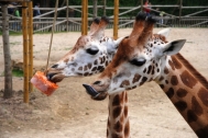Les girafes raffolent de sorbets à la carotte.