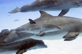 Baptisé Naska, le petit dauphin mâle est né le 24 août au delphinarium du Parc Astérix.