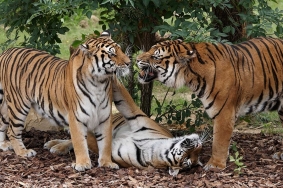 Les tigres de Sumatra profiteront d'un nouvel enclos de 3.000 m²