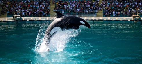 Le syndicat professionnel et patronal de l'industrie française des attractions organise ses 13e Rencontres à l'Espace Marineland d'Antibes.